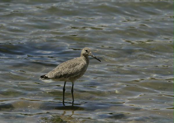 Willet <i>Catoptrophorus semipalmatus</i>