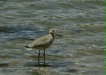 Willet <i>Catoptrophorus semipalmatus</i>