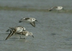Sanderling <i>Calidris alba</i>