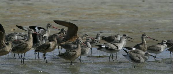 Marbled Godwit <i>Limosa fedoa</i>