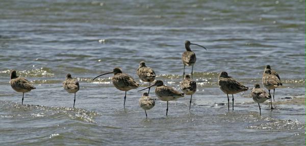 Long-billed Curlew <i>Numenius americanus</i>