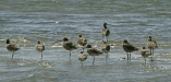 Long-billed Curlew <i>Numenius americanus</i>