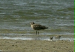 Hudsonian Whimbrel <i>Numenius phaeopus hudsonicus</i>