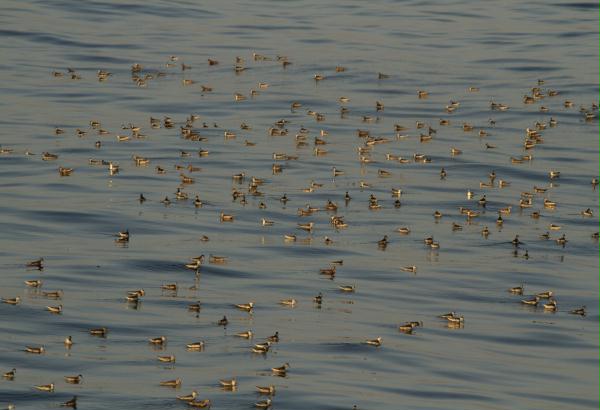 Red (Grey) <i>Phalaropus fulicarius</i> and Red-necked Phalaropes <i>P. lobatus</i>
