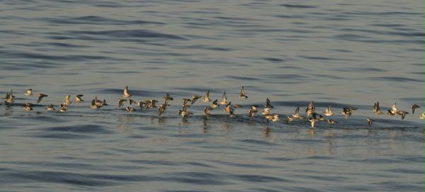 Red (Grey) <i>Phalaropus fulicarius</i> and Red-necked Phalaropes <i>P. lobatus</i>