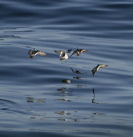 Red (Grey) <i>Phalaropus fulicarius</i> and Red-necked Phalaropes <i>P. lobatus</i>