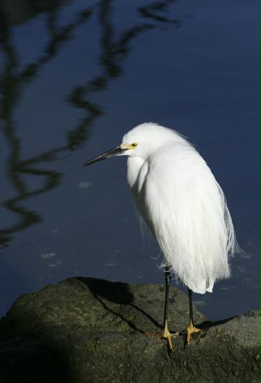 Snowy Egret <i>Egretta thula</i>