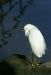 Snowy Egret <i>Egretta thula</i>