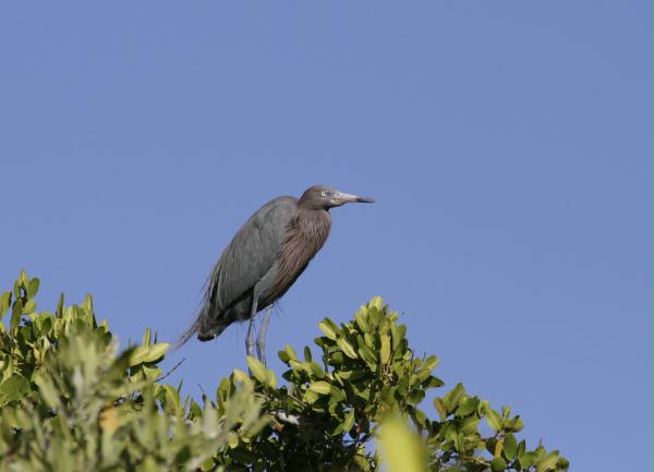 Reddish Egret <i>Egretta rufescens</i>