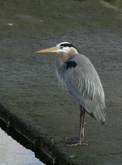 Great Blue Heron <i>Ardea herodias</i>