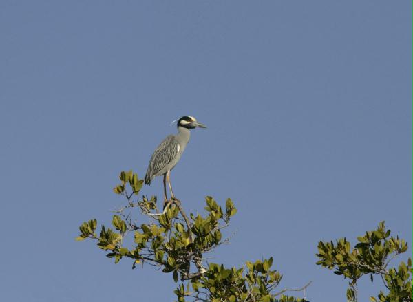 Yellow-crowned Night Heron <i>Nyctanassa violacea</i>