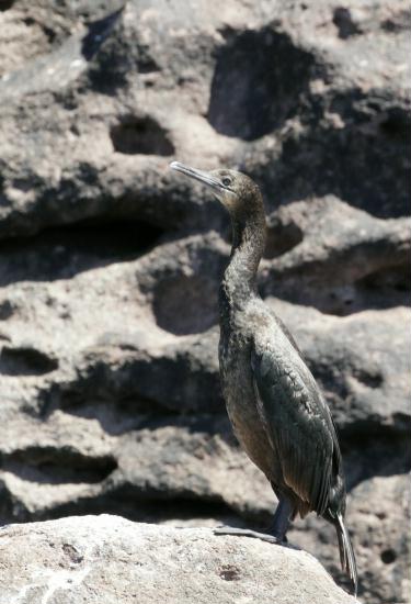 Brandt's Cormorant <i>Phalacrocorax penicillatus</i>