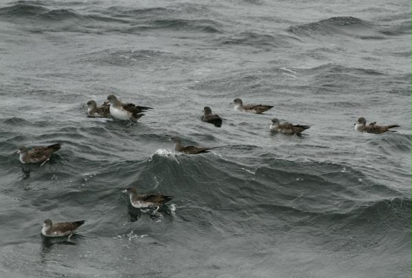 Pink-footed Shearwater <i>Puffinus creatopus</i>