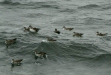 Pink-footed Shearwater <i>Puffinus creatopus</i>