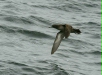 Sooty Shearwater <i>Puffinus griseus</i>