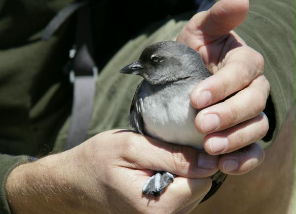 Cassin's Auklet <i>Ptychoramphus aleuticus</i>