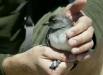 Cassin's Auklet <i>Ptychoramphus aleuticus</i>