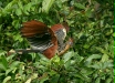 Hoatzin