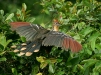 Hoatzin