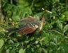 Hoatzin