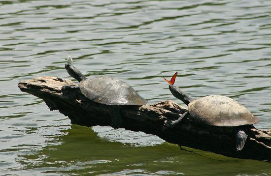 Yellow-spotted Amazon River Turtles, La Selva <200m