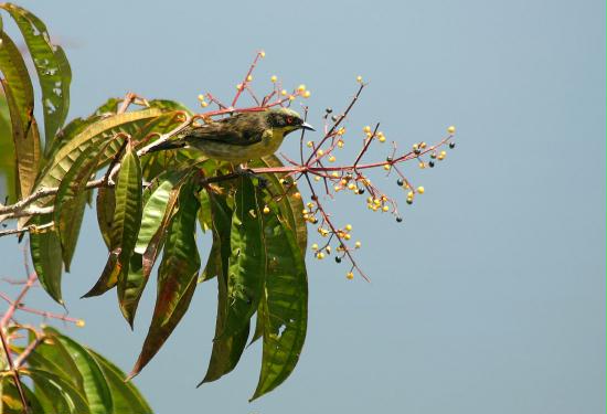 Male Yellow-bellied Dacnis, La Selva <200m