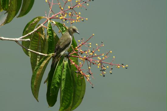 Female Yellow-bellied Dacnis, La Selva <200m