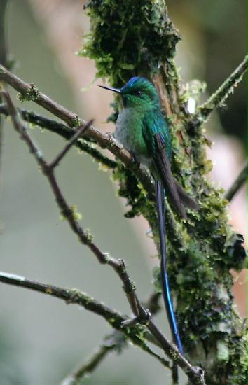 Violet-tailed Sylph, San Isidro 2000m