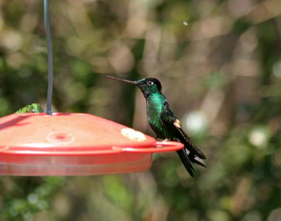 Buff-winged Starfrontlet, Bellavista, 2300m