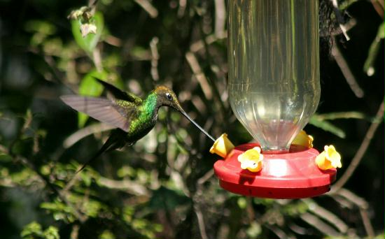 Sword-billed Hummingbird, Yanacocha, 3400m