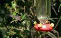 Sword-billed Hummingbird