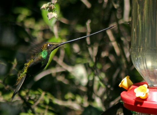 Sword-billed Hummingbird, Yanacocha, 3400m