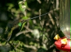 Sword-billed Hummingbird