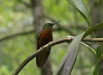 Chestnut-breasted Coronet