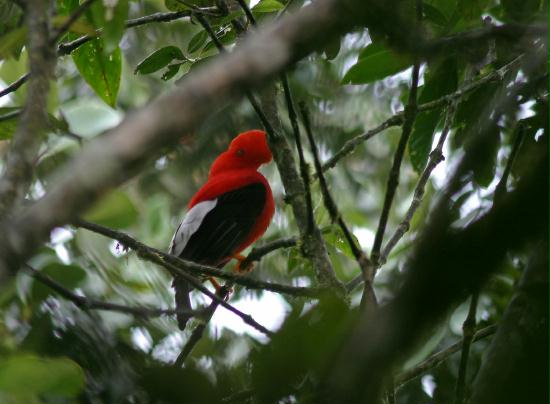 Cock-of-the-Rock, Mindo 1600m