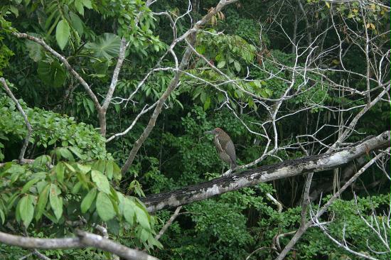 Adult Rufescent Tiger Heron, La Selva <200m