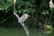 Rufescent Tiger Heron