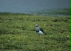 Andean Lapwing