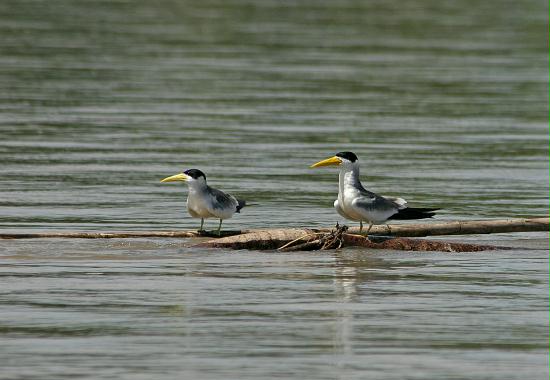 Large-billed Tern, Rio Napo c200m