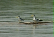 Large-billed Tern