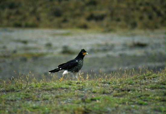 Carunculated Caracara, Cotopaxi National Park summit 5897m