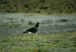 Carunculated Caracara