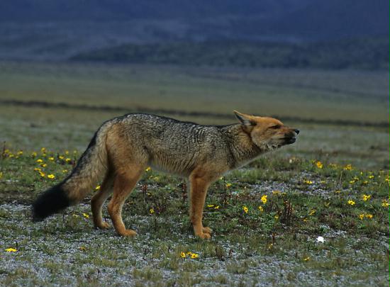 Andean Fox, Cotopaxi National Park summit 5897m