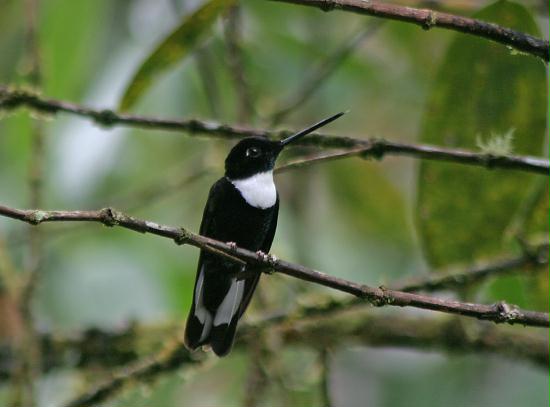 Collared Inca, San Isidro 2000m