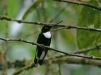Collared Inca