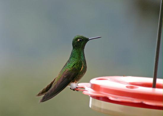 Buff-tailed Coronet, Bellavista 2300m