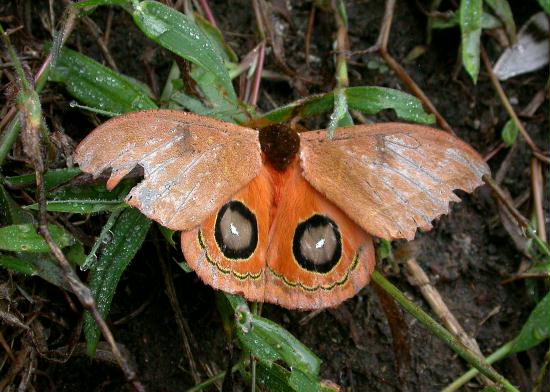 Moth species, Mindo 1600m