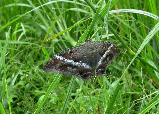 Moth species, Mindo 1600m