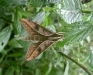 Moth species