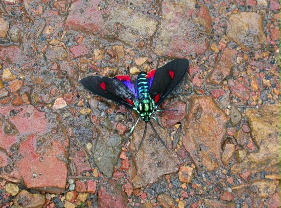 Moth species, Mindo 1600m